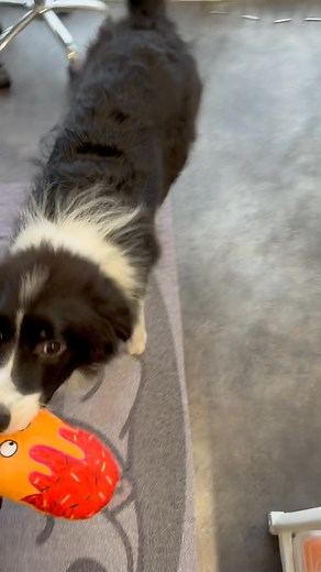 Puppy Buzz is bursting with energy and very kindly gave me a good face wash this morning 😂 Today was his second puppy intro session and we focused on paws, nails, ear clean and hygiene. My clippers only just survived being chewed so mum and dad have desensitisation homework set for this week I.e sharp objects are not toys 😊🐶 Remember that every dog is different and learns at their own pace 🐾❤️ | Doggy Daze Grooming