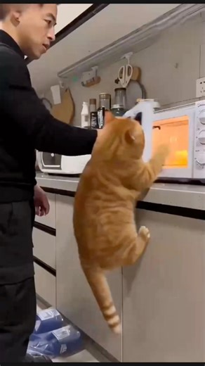 Life-Saving Kitty! 🐾Never put a raw egg in the microwave. My cat saved me from a disaster! #cat #ai
