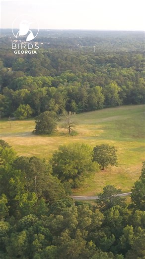 Over the past year, Birds Georgia and partners have been working to restore Laverlea Preserve in Evans, GA. Funded by the Cornell Land Trust Bird Conservation Initiative, our team, partners, and volunteers have transformed these remnant fields into a habitat where birds and wildlife can thrive. ❤ | Birds Georgia