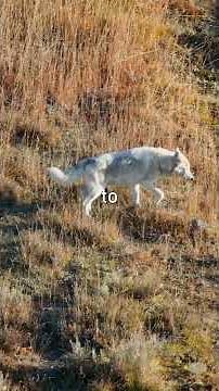 No Loners: This Is How Wolves Live in Their Pack #alpha #pack #yellowstone