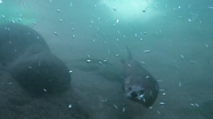 181K views · 1K reactions | A scared sea otter is about to become dinner for a pack of killer whales and has to think fast. | National Geographic Animals | Facebook