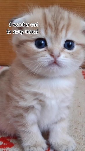 hellcat 💀💀💀#dodge #challenger #hellcat #hellcatchallenger