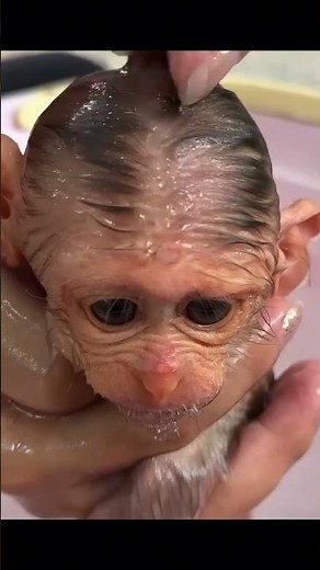 Life of Baboons: Monkey Abandoned By Mother, Rescued And Adopted By Humans