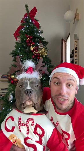 77 reactions · 6 comments | No more negativity !! Thanks to those who love us❤️ to those who read us and to those who will read us ❤️ #puppy #bully #fyp #fypシ #fundog #fypage #bullyuk #viral #MASSIeMINO #reels #doglovers #funny #dog #doggo #americanbully #babygirl #baby #cutedog #foryou | G00D View | Facebook