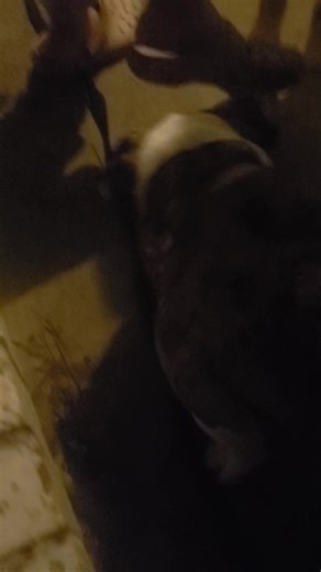 We have a new addition to the pet world around here. Some Ahole pulled down here and drug her out of his car and left her. Meet Georgia. | Bill Gilder