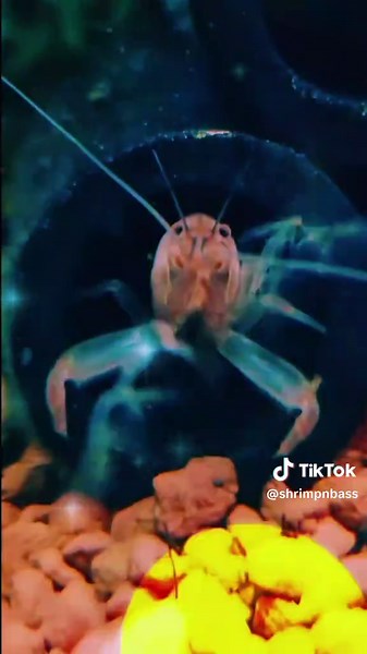 Dancing Shrimp in a Tropical Aquarium: A Unique Rave