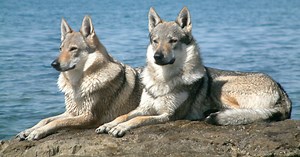 Wolfdogs: The Hybrid Some State Laws Restrict