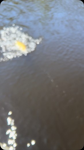 Saint John River smallie | New Brunswick Fishing