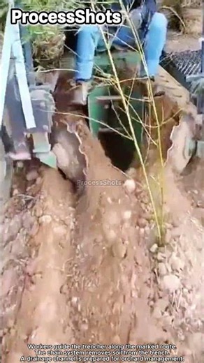Orchard Drainage Trench Digging Process #worker #process