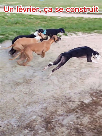 Uryelle reprend a fond course a 5 whippets 🤩 #CapCut #cynodrome #levrier #chien #racingdog