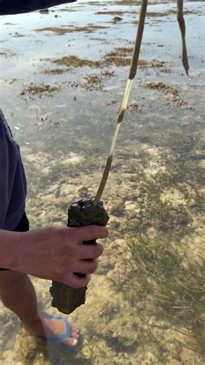 Bat hangin 🌊🥒 #asmr #shortvideo #food #mukbang #asmrvideos #foodtips #foodvlog