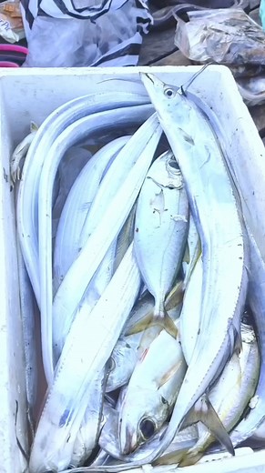 Tips memancing ikan Layur | Kawan mancing