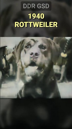 Rottweiler in 1940