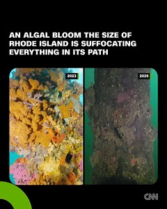 286K views · 2.4K reactions | A harmful algal bloom, fueled by a...