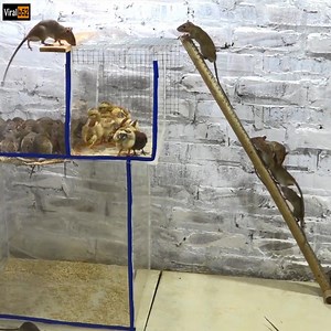 962K views | Special Mouse Trap with Chick | New Type of Mouse Trap /Idea Mouse Trap/Mouse Trap 2019 Credit: Mouse Trap 2019 - youtu. be/Wk2S--QF-cY | Silver Bee Group | Facebook