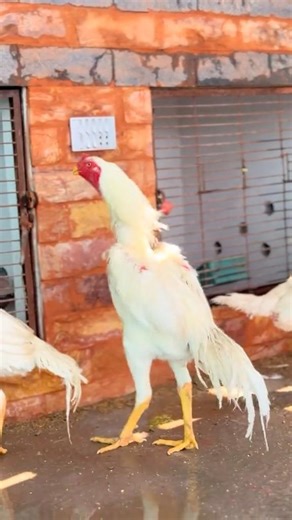 White Shamo murga