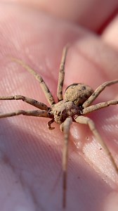 49K views · 367 reactions | The camouflaged killer! The sand assassin...