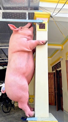 The pink pig knows how to climb onto the roof.#funny #shorts