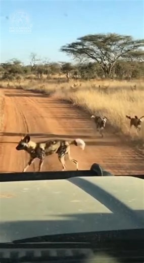 POV: You're suddenly surrounded by a pack of African wild dogs, and they're not just curious. The speed and coordination of these hunters is terrifying. What's your next move? #wildlife #WildAnimalEncounters #WildDogs #Africa #PackAttack #RoadThreat #HuntingDogs | Wild Animal Encounters