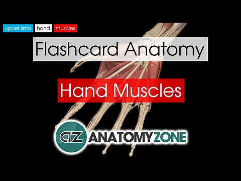 Hand Muscles | Flashcard Anatomy