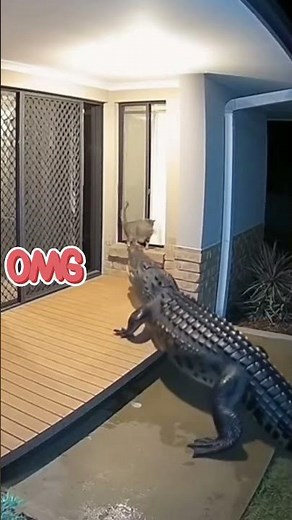 OMG! Alligator Enters the House—Cute Cat Swats… Will It Eat the Cat? WATCH TILL THE END! 😳🐊🐱 #cat