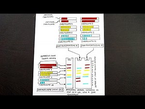 Diagram Of Dna Fingerprinting || How To Draw Dna Fingerprinting || Class 12 || Biology