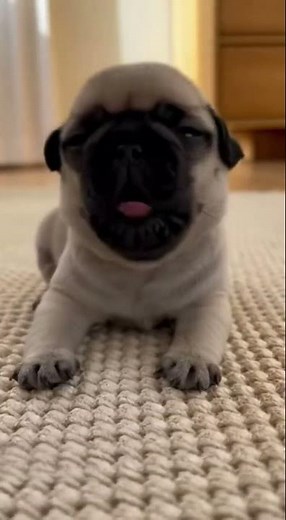Sleepy Pug Puppy Can’t Stay Awake 😴🐶 | Cutest Tired Pug #puppy #pug #shorts #puppysleeping