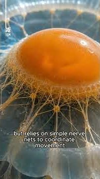 Fried Egg Jellyfish