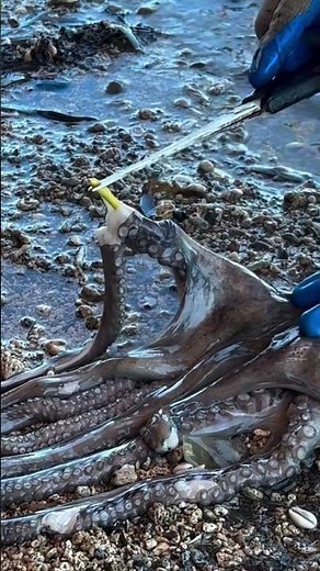 Giant Octopus Cutting & Cleaning Process | Amazing Sea Food Preparation 🐙