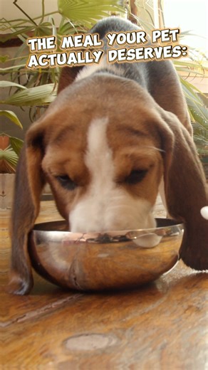 ❄️Fresh Food Is Here! ❄️ Shop raw and gently cooked meals for dogs & cats. Visit our expanded freezer section featuring trusted brands like Stella & Chewy’s, Primal and more. Available in select stores, selection may vary. | Pet Supermarket | Facebook