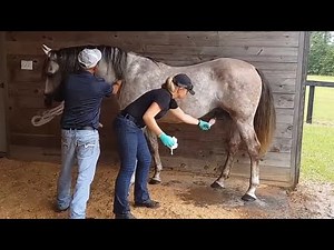 Horse Semen Collection Artificial Insemination of Mare Geeting Horse Sperm Hours semen collection