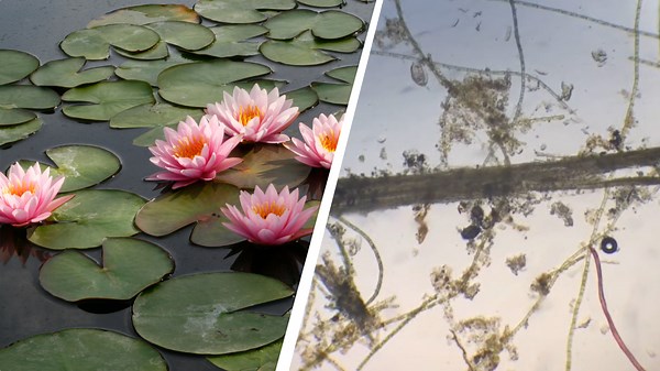 I Could Look at Pond Water All Day Under the Microscope: So Many Fascinating Details!