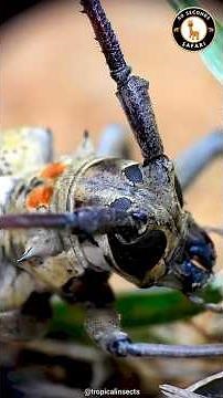 Longhorn Beetle 🪲 The Insect With Antennas Longer Than Its Body