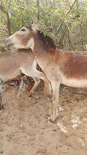 هدوءُ الصحراءِ النقي مع الحمير الجميلة