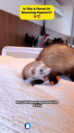 Ferret Does the "Weasel War Dance" & It's Pure Joy! 💃❤️ | #ferrets #ferretfun #short