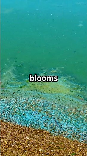 What is a Toxic Algae Bloom?