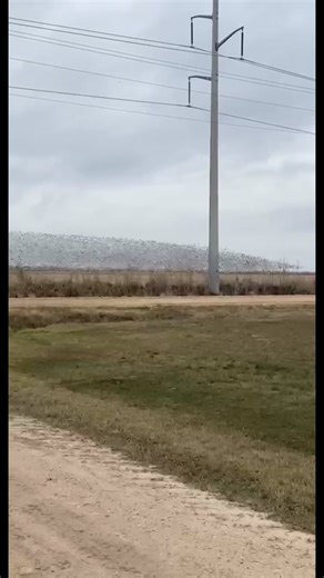 Geese Hunting in PEI | Double Sprig Outdoors