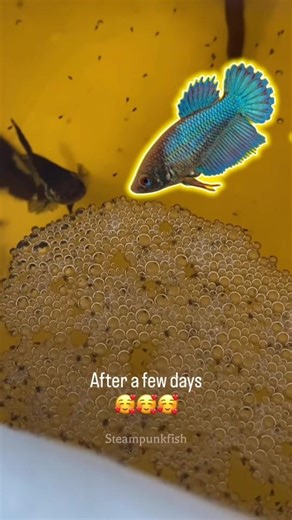 betta fish egg hatching time🤗❤🌸 fighter fish eggs hatching time