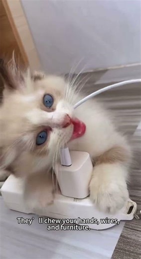 Why Your Kitten Keeps Biting You. #KittenTips #CatCare #NewKitten #KittenBiting #CatParent #PetCare