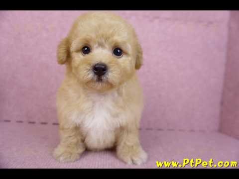 08/12 泰迪比熊 Poochon -母幼犬1號-日新犬舍