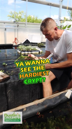 Cryptocoryne Spiralis coming at you! Crypt Spiralis has thicker leaves and grows taller. It also has a tendency to shoot off runners all over other parts of your tank. Crypt Spiralis makes a great background plant. Grab yourself this amazing Crypt while we have it in stock! Shop Now! TANK ON! 👇 https://dustinsfishtanks.com/products/crypt-spiralis Follow us: @dustinsfishtanks #crypt #cryptocoryne #aquarium #aquascape #fishtank | Dustin's Fishtanks