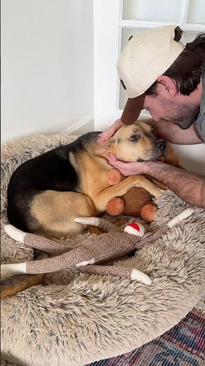 How to calm down a dog with anxiety