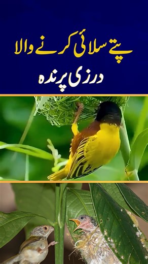 The Master Tailor Bird – Nature’s Skilled Stitcher پتوں سے سلائی کرنے والا درزی پرندہ The Master Tailor Bird is a fascinating species known for its incredible ability to sew leaves together to build its nest. This bird uses its sharp beak as a needle and plant fibers as thread, demonstrating extraordinary craftsmanship. It carefully cuts the edges of leaves and stitches them to form a secure, protective home for its eggs. The nest is lightweight yet durable, perfectly camouflaged in the foliage.