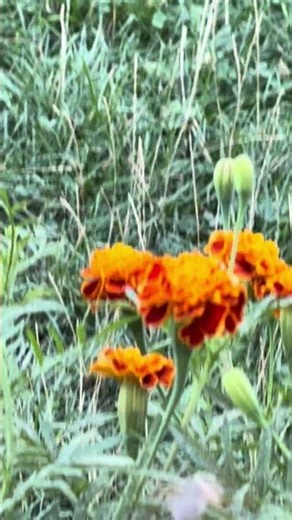 Hummingbird Hawk-Moth Visiting Flowers