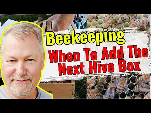 Beekeeping | When Do You Add Another Box To Your Hive? Too Late, Swarm. Too Soon, Straight Up.