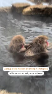61K views · 346 reactions | 流✖♨ A group of wild monkeys is chilling out in a hot spring surrounded by icy snow. #foryou #fyp #monkeys #animals #hotspring #naturelover #wintervibes #monkey #wildlife #nature #monkeylover | 鳳凰網Ifeng | Facebook
