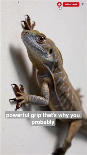 Why Wall Lizards Never Fall? 🦎 | 15-Second Animal Fix #facts #animalfact #shortreel #walllizard