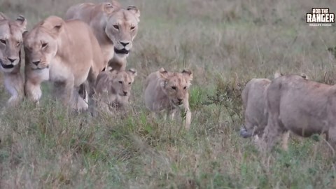 Massive Lion Pride Roams in Coordinated Movement