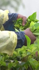 The tragic state of Sri Lanka's tea pluckers