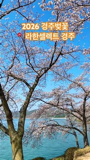 2026 경주벚꽃 라한셀렉트호텔 #여행 #경주벚꽃 #경주여행 #라한셀렉트 #travel #shorts